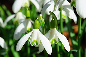 Snowdrops