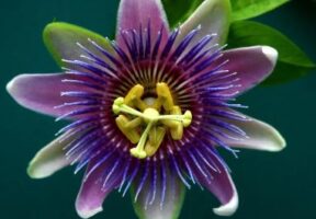 Passion flowers: remembering the Easter story with an amazing plant