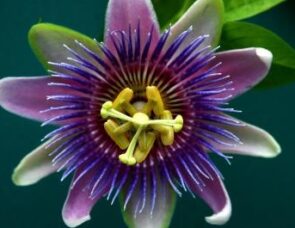 Passion flowers: remembering the Easter story with an amazing plant