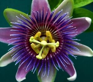 Passion flowers: remembering the Easter story with an amazing plant