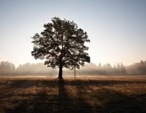 Creation - what makes something 'good'?
