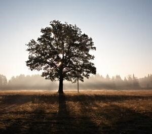 Creation - what makes something 'good'?