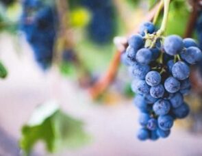 Harvest: Isaiah pictures a vineyard