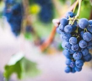 Harvest: Isaiah pictures a vineyard