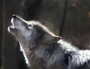 How to train your werewolf: thinking about anger