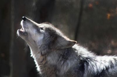 BRF | Leading Christian charity enabling ministry and mission | How to train your werewolf: thinking about anger BRF | Leading Christian charity enabling ministry and mission | How to train your werewolf: thinking about anger