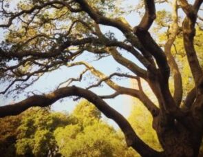 Nice and Nasty - Jesus makes friends with Zacchaeus