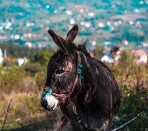 Palm Sunday: the horse and the donkey