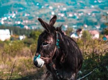 Palm Sunday: the horse and the donkey
