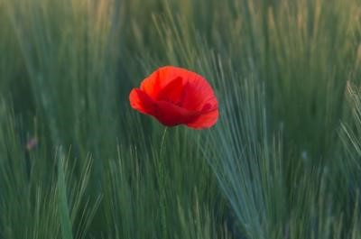 Poppy Appeal Collection 2021 - Charity Walk for Peace