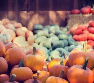 Talking about Harvest: saying thank you