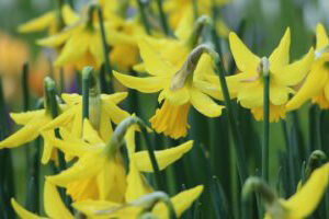 A group of daffodils growing outside