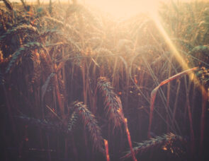 A field of crops