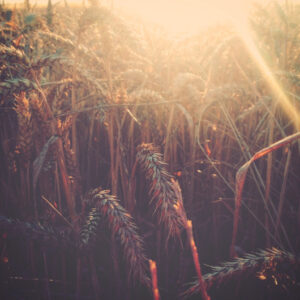 A field of crops