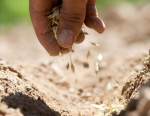 A hand picking up seeds