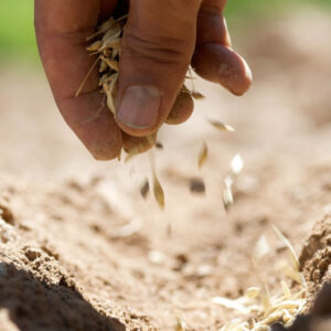 A hand picking up seeds