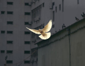 A bird flying