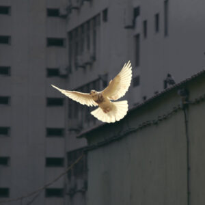 A bird flying