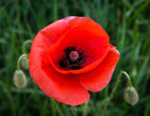 A Poppy Flower