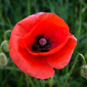 A Poppy Flower