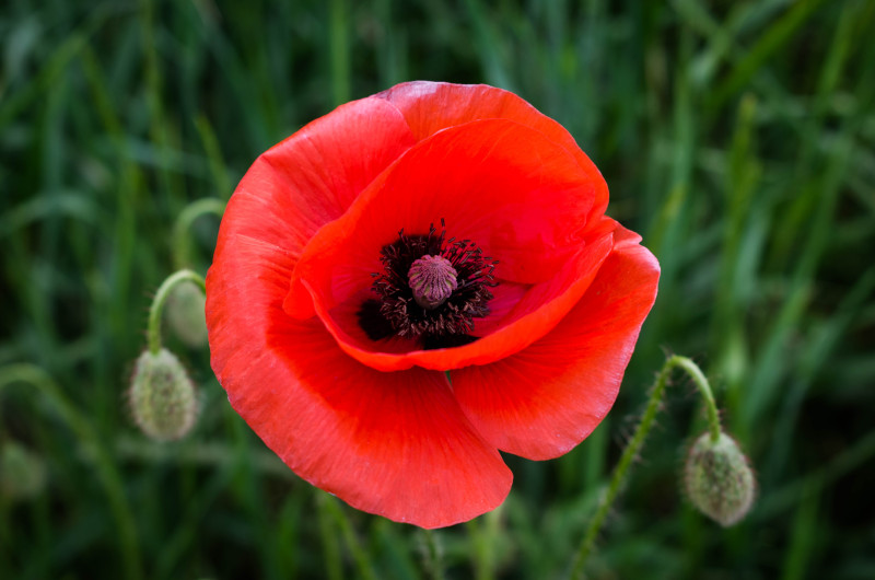 When you should stop wearing poppies after Remembrance Day 2021