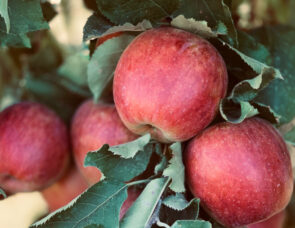 Apples on a plant
