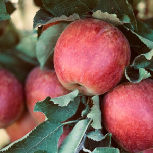 Apples on a plant