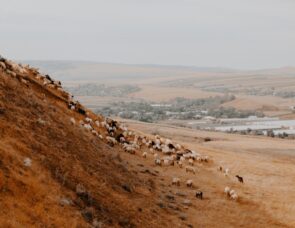 A hill with sheep on