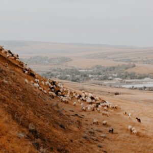 A hill with sheep on