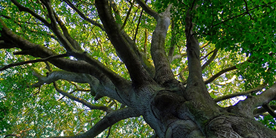 Beech tree