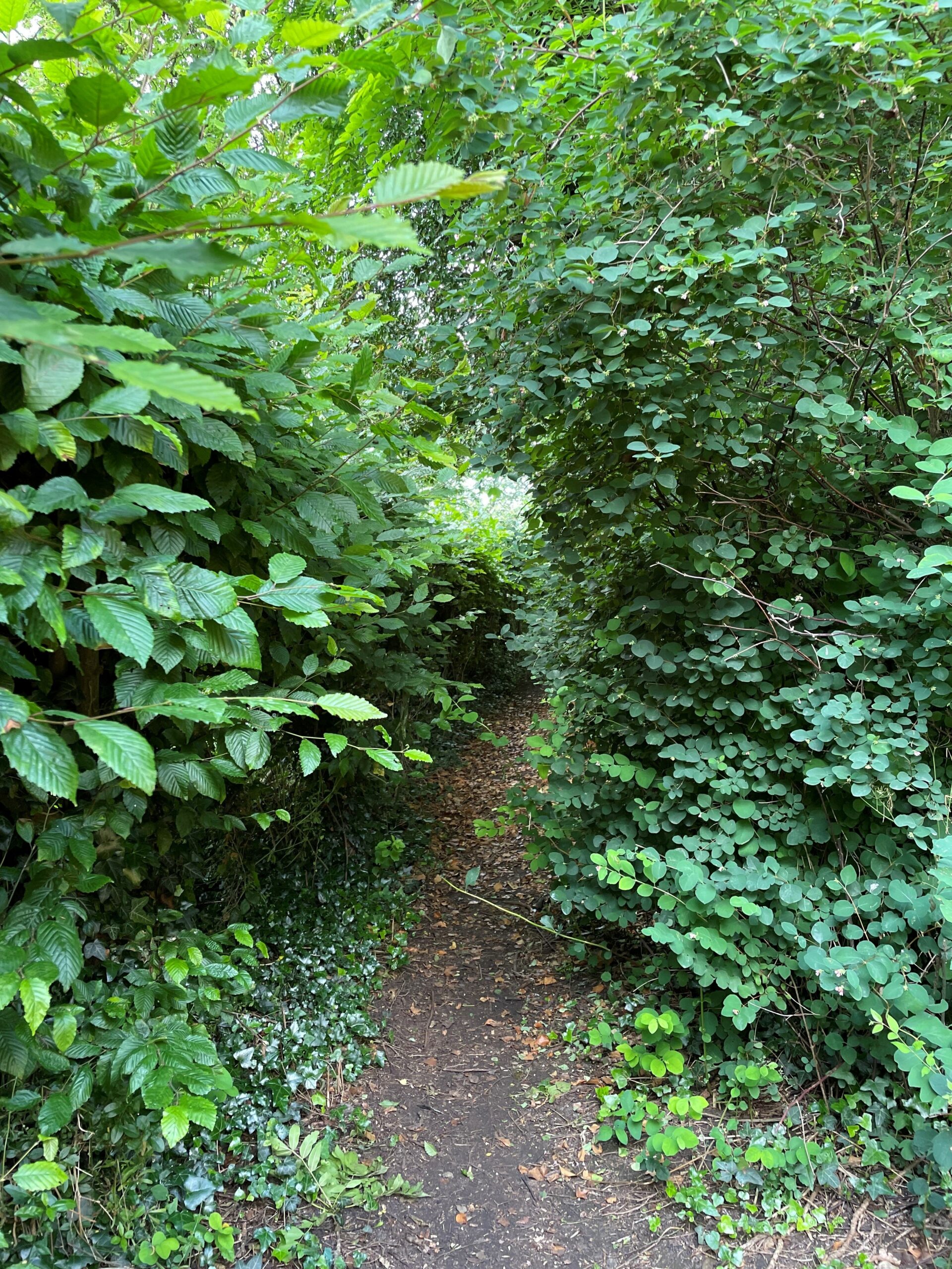 path between overgrown hedges