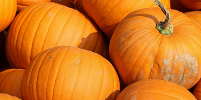 Pumpkins 400 x 200