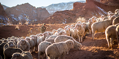 Shepherd and flock of sheep in central Asia