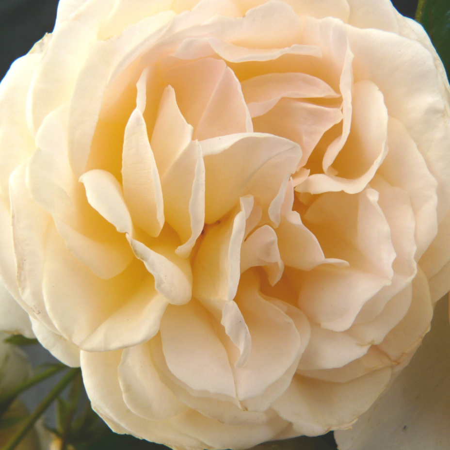 BRF centenary rose, Cream Abundance