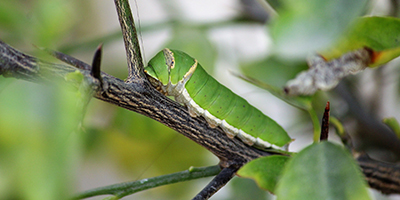 A green caterpillar on a branch