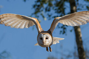 A barn owl in flight