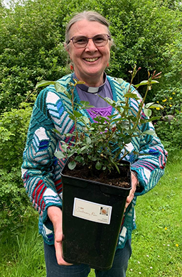 Trina Lodge holding a centenary rose