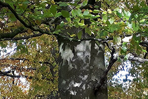 Autumn tree