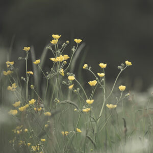 Yellow flowers in a meadow