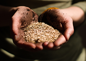 Cupped hands covered in soil and holding a pile of seeds