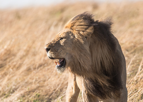 A roaring lion in the savannah