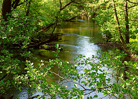 A river in woodland or forest