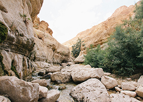 Desert boulders and a bush in Ein Gedi, Israel