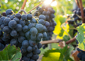 A bunch of purple grapes on the vine